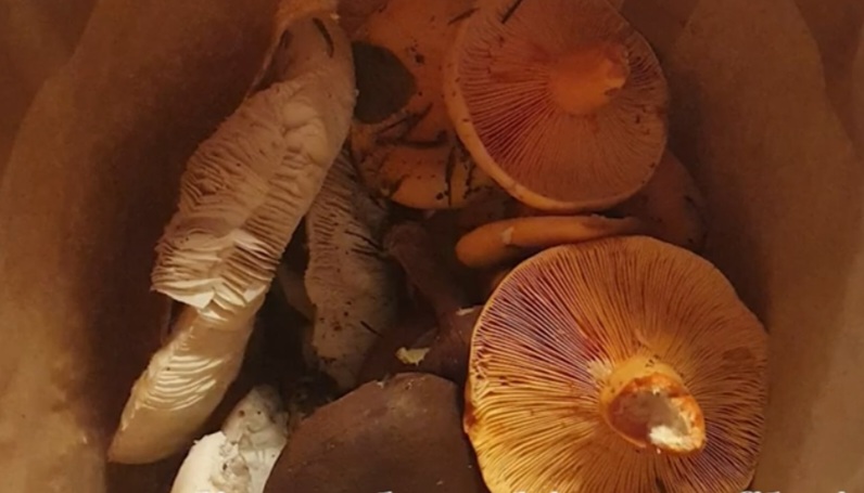 Mushroom Season with Simon Keenlyside Main Image